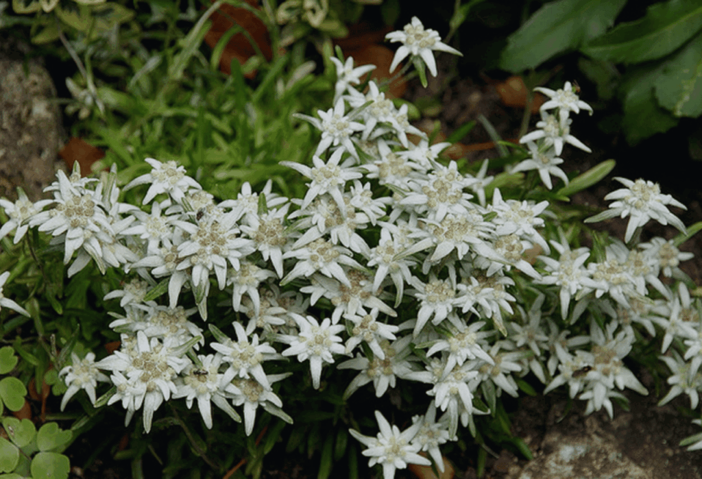 Kekayaan Flora dan Fauna yang Unik