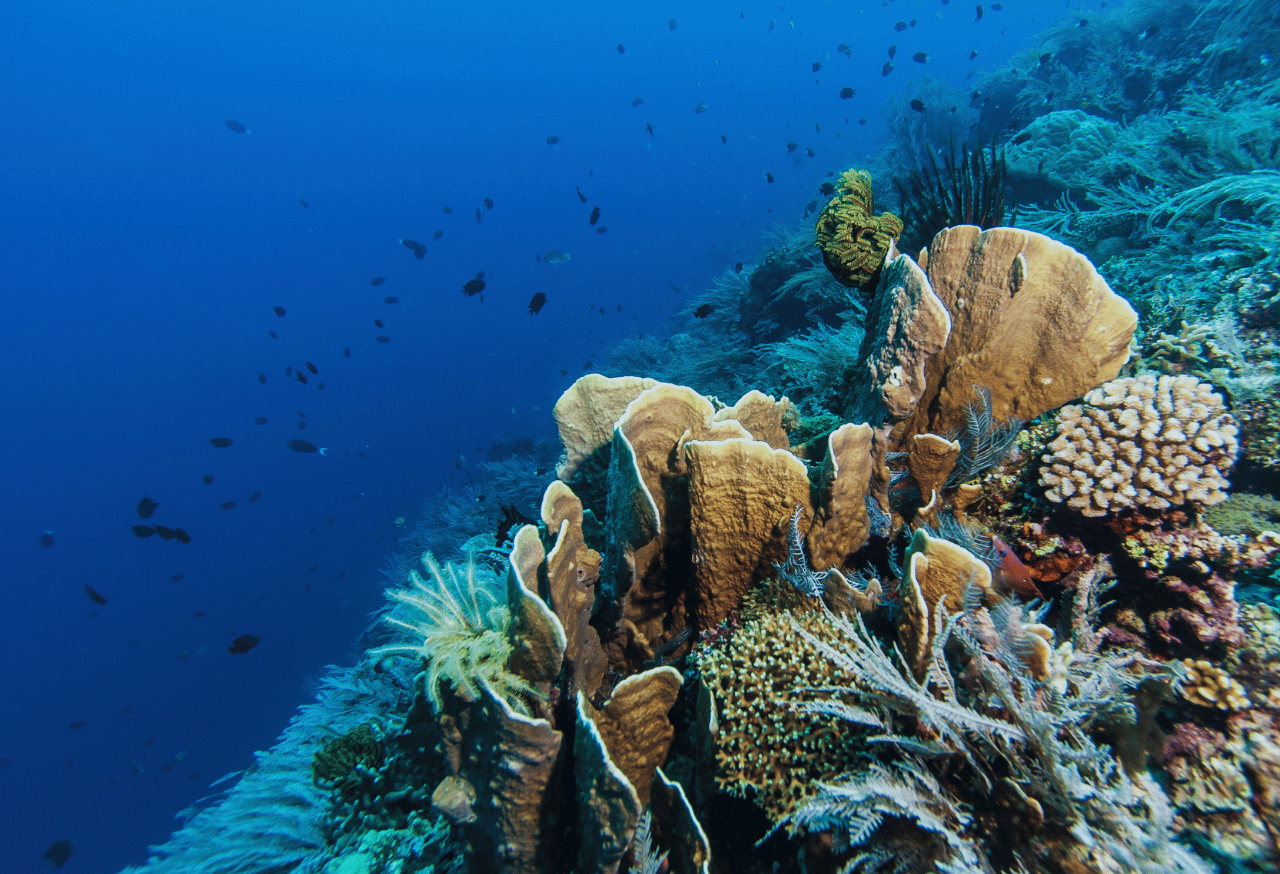 Taman Nasional Bunaken